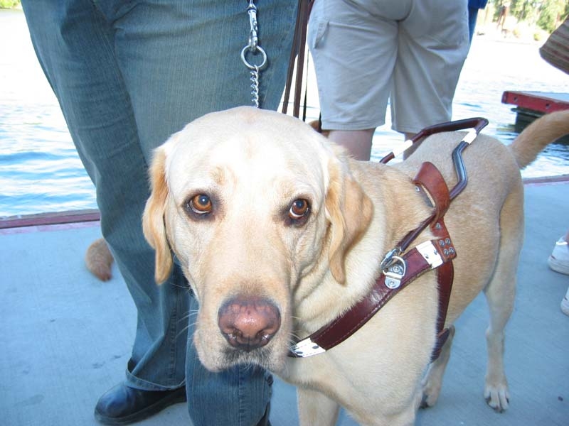 Helping assistance dog owners