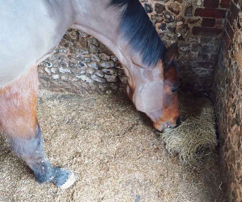 Managing and treating non-septic lower airway diseases in horses