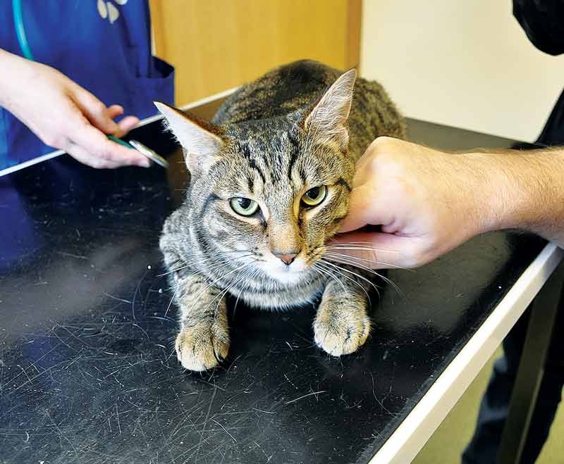 Getting to grips with cat handling