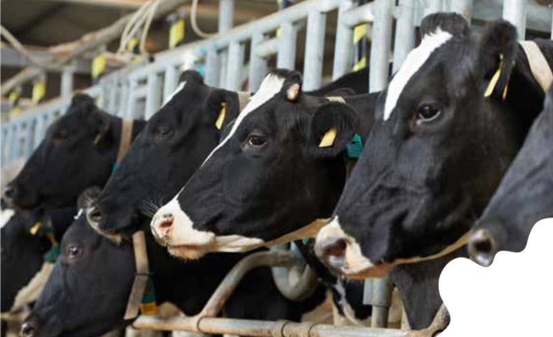 Managing nutrition around dry-off: new approaches