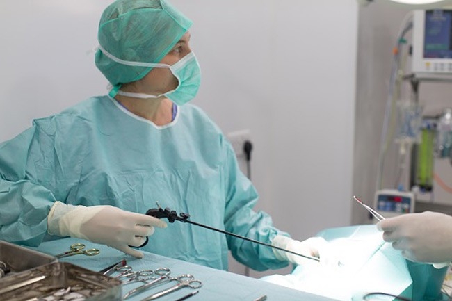 Free CPD for London-based vets and nurses