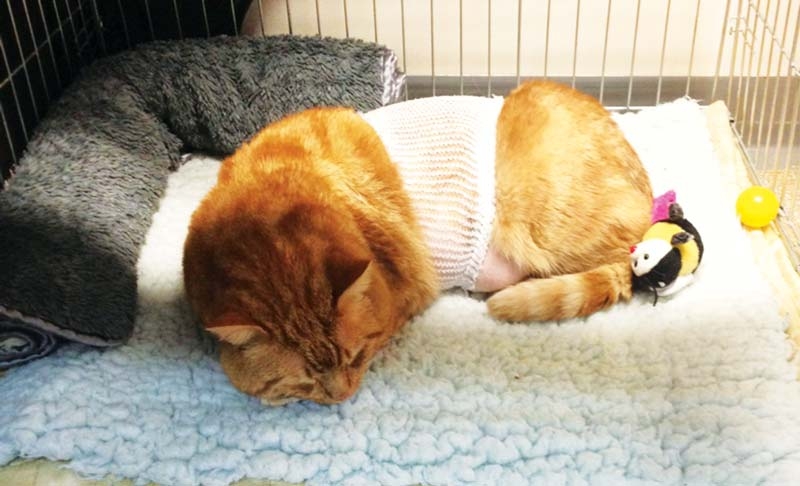 Managing pain in cats: therapy methods for chronic cases