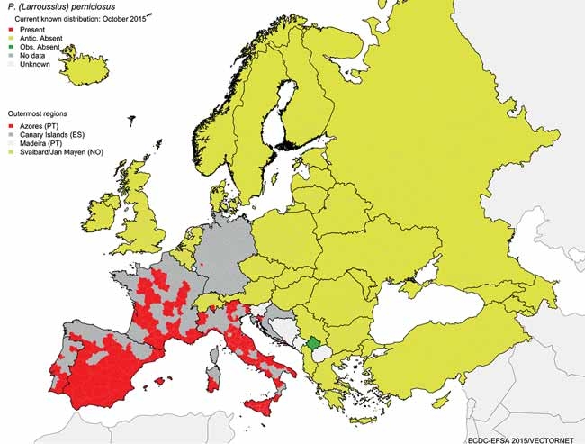 Advances in feline leishmaniosis