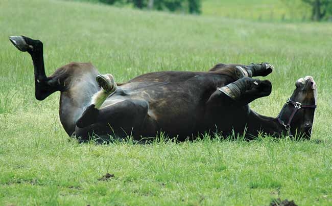 Update on equine analgesia