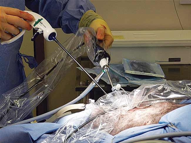 Anaesthetic considerations for laparoscopic surgery in canines