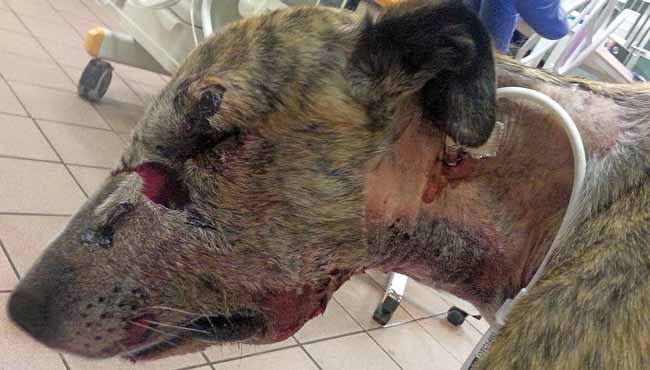 Delayed postoperative bleeding in greyhounds