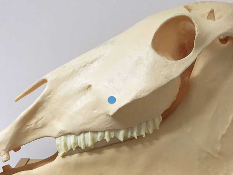 Dental imaging options in horses: part 1 – radiography