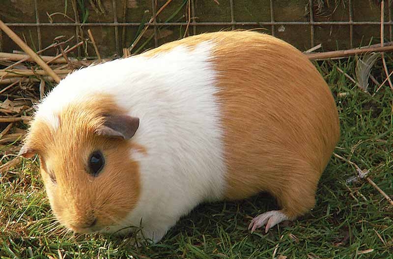 UVB advice for small mammals