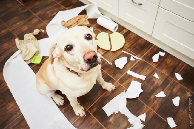 Free CPD webinar series on canine behaviour