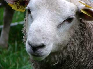 Enzootic abortion in sheep and its economic consequences