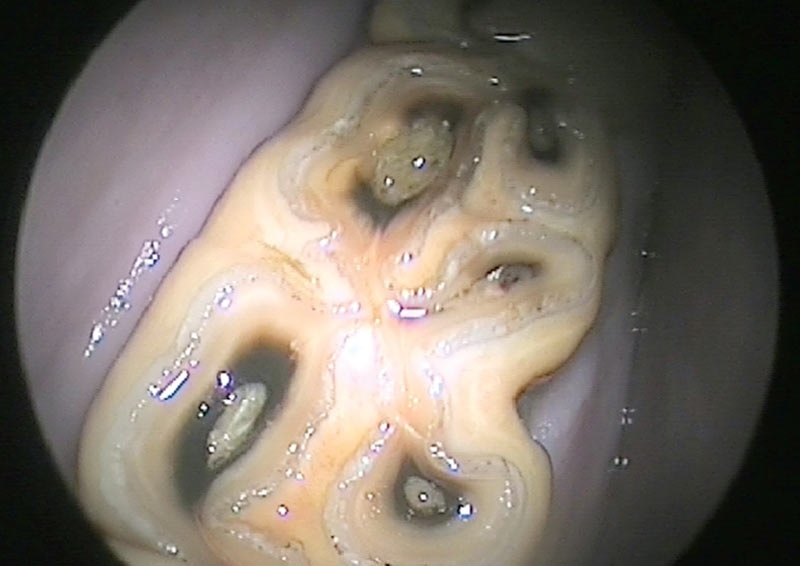 Dental imaging in horses: part 2 – advanced and oral techniques