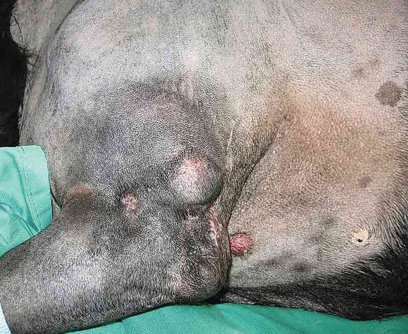 Principles and good practice in using oncologic surgery: part 1