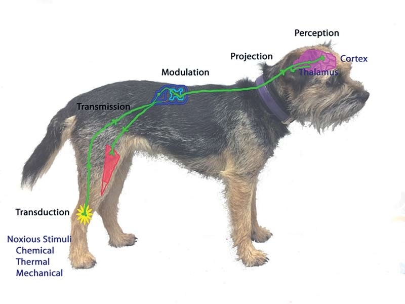 Postoperative and acute pain management: part 1