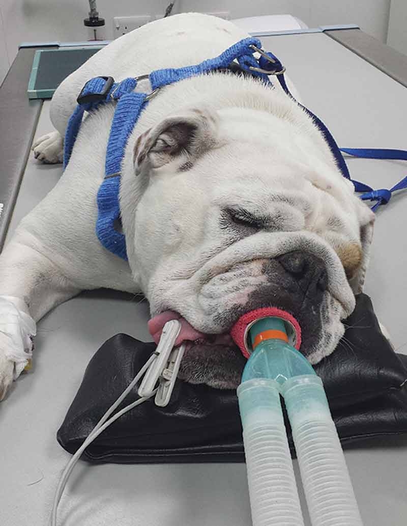 Best practice when sedating brachycephalic dogs for x-rays