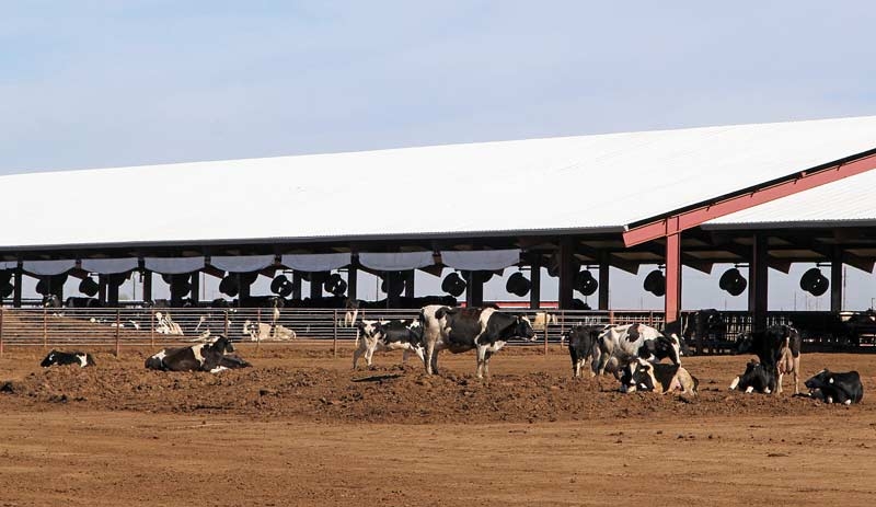 American ‘mega-dairies’ and vets’ changing role