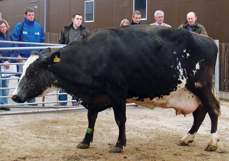 Dealing with dairy cow lameness – applying knowledge on farm