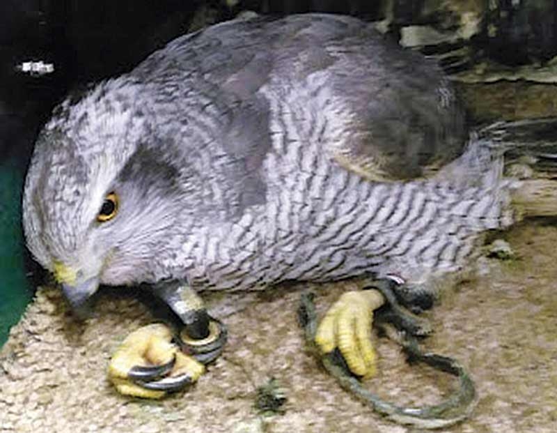Assessing and managing signs of neurological disease in birds