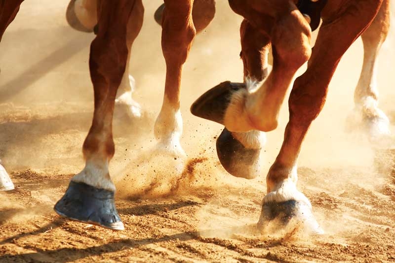 Where does it hurt? Enigmas of equine pain-relieving protocols