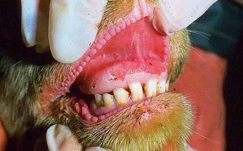 Lessons to be learned from foot-and-mouth outbreaks