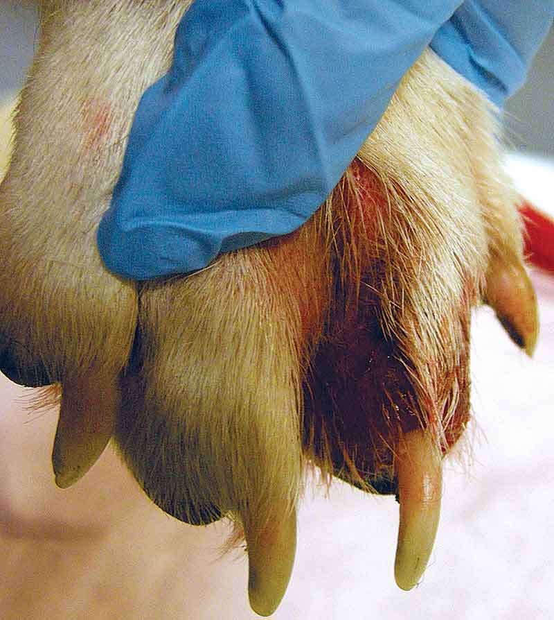 Noticing signs of CRGV in dogs  to diagnose disease presence