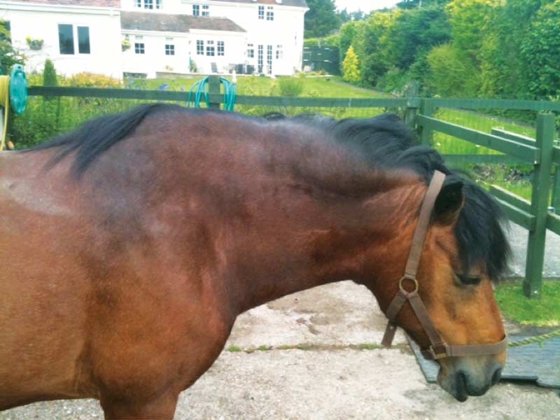 Treating and managing EMS and PPID in equine patients