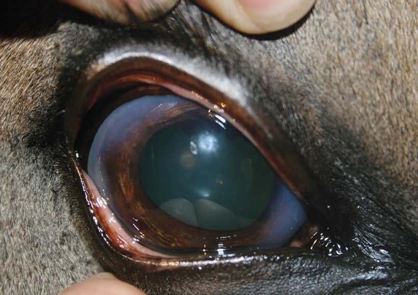 Ocular trauma issues in horses