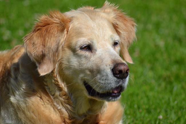 OA and joint pain in pets: managing these cases in practice