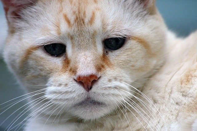 Two-day CPD course to improve elderly cat care