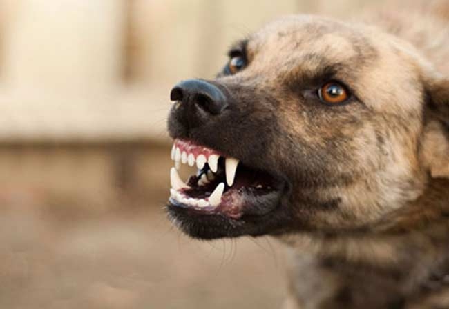 Culture shift calls after vet injury study