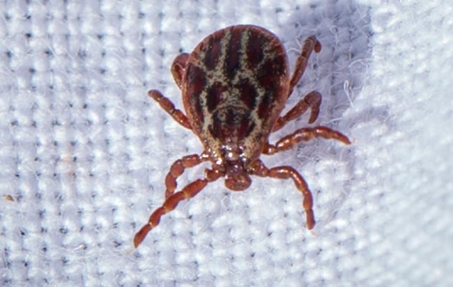 The Big Tick Project: a national survey