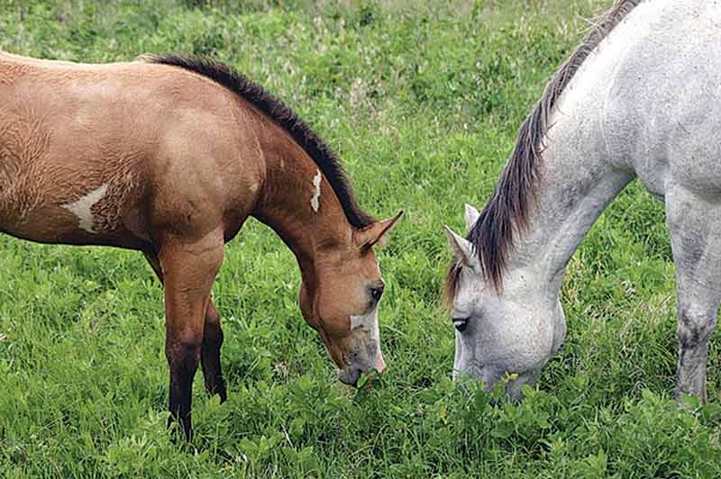 Positive reinforcement – taking the reins for equine training