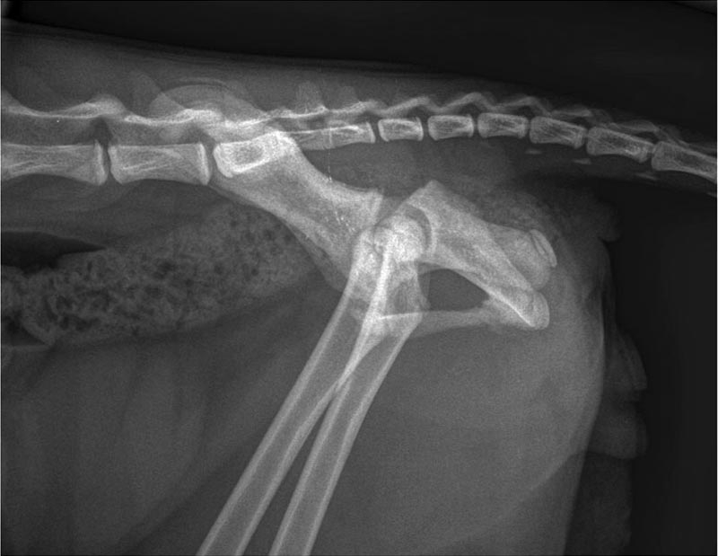 Physeal fractures in immature animals: part 2 – spine and hindlimbs