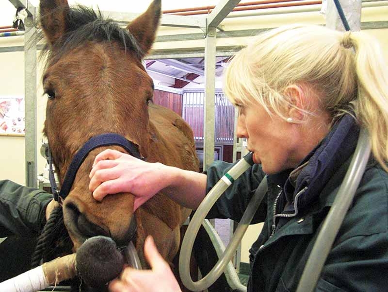 Nasogastric intubation in horses