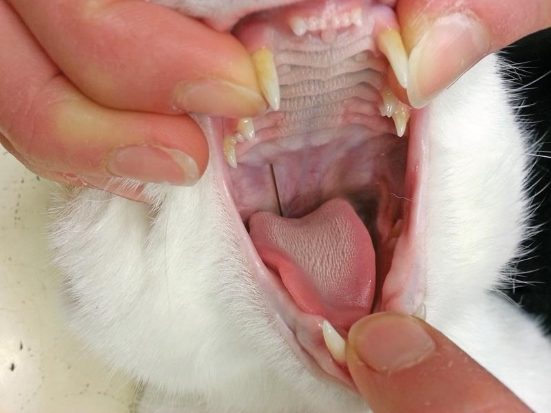 Gastrointestinal foreign bodies: your cat ate what?