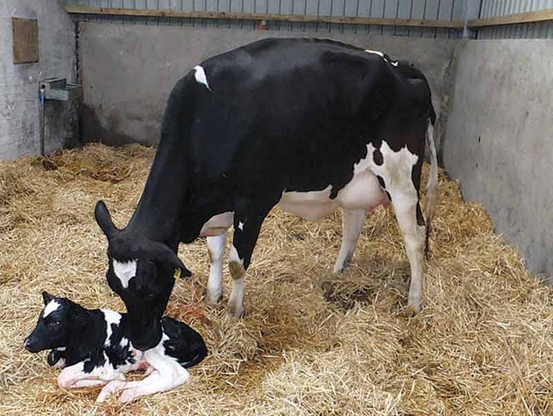 Coccidiosis and cryptosporidiosis: control and management options