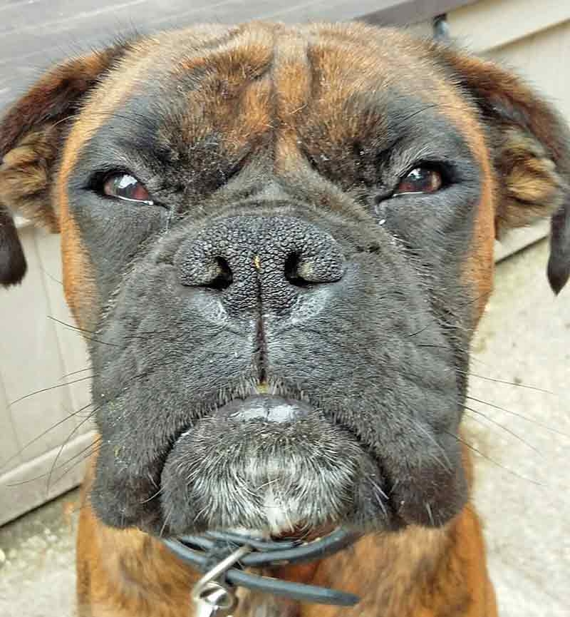 Juvenile renal disease in a boxer