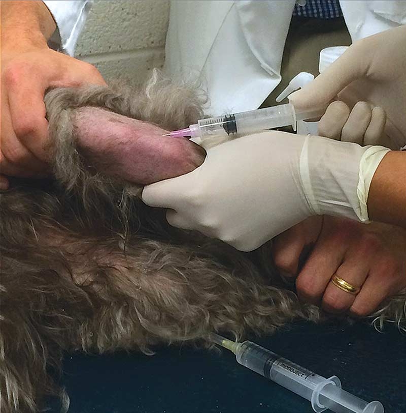 Using cellular therapies for canine joint treatment – part 1