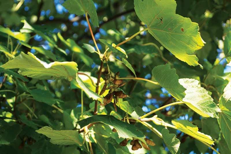 Equine hypoglycin toxicity
