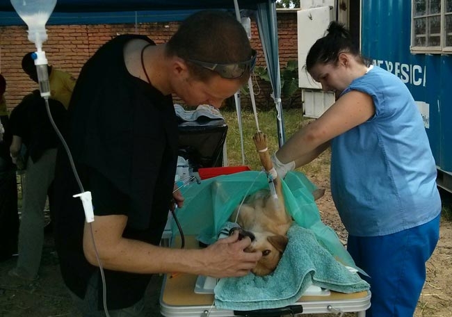 Volunteer vet&#8217;s World Spay Day mission in Malawi