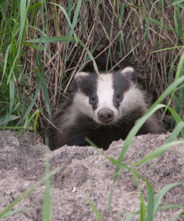 MPs set for new bTB debate after anti-cull petition