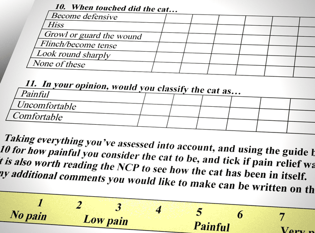 Clients&#8217; perception of pain in their pets