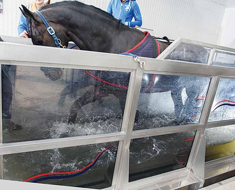 Impacts of persistent injuries on athletic and performance horses