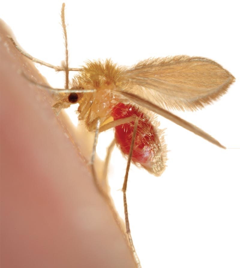 Canine leishmaniosis: part 2 – keeping sandflies at bay