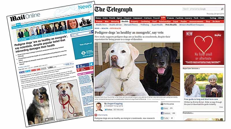 Frequent canine disorders