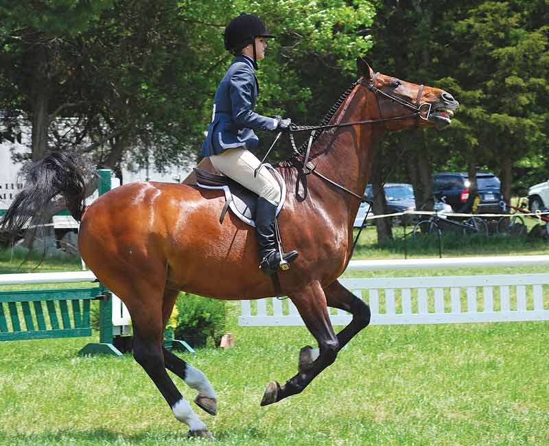 Supplementary control of oestrus behaviour in mares