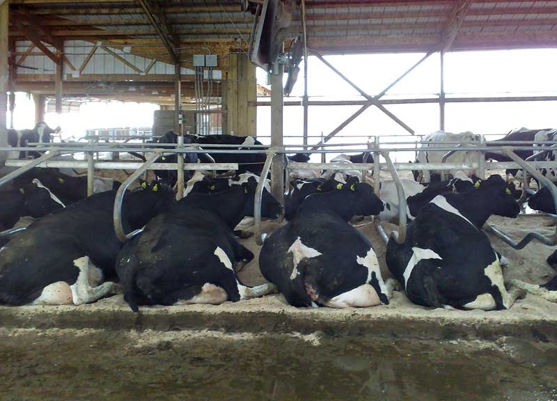 Managing freshly calved dairy cows
