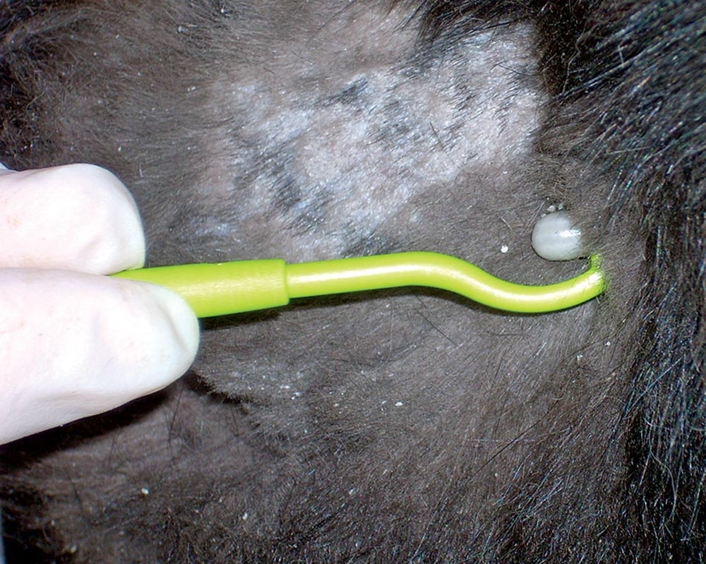 Tick-borne diseases: treatment and prevention of growing issue