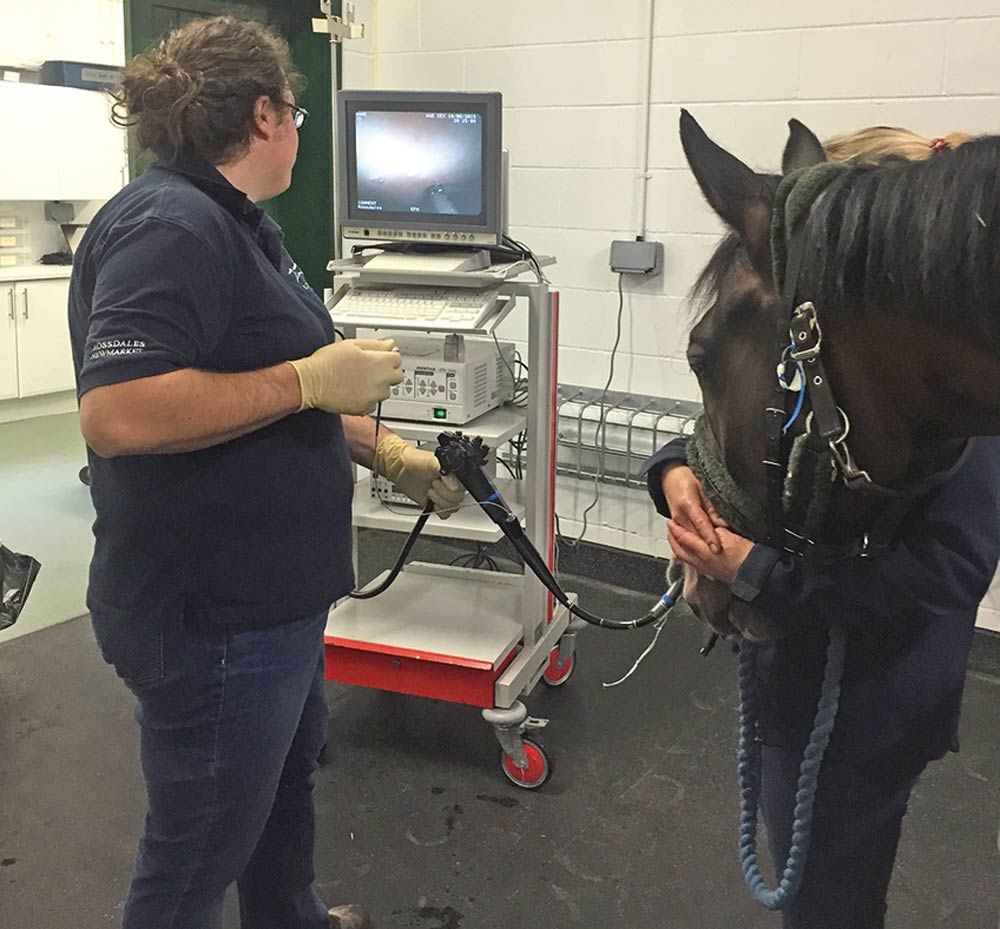 Prevalence of equine gastric ulcer syndrome in performance horses
