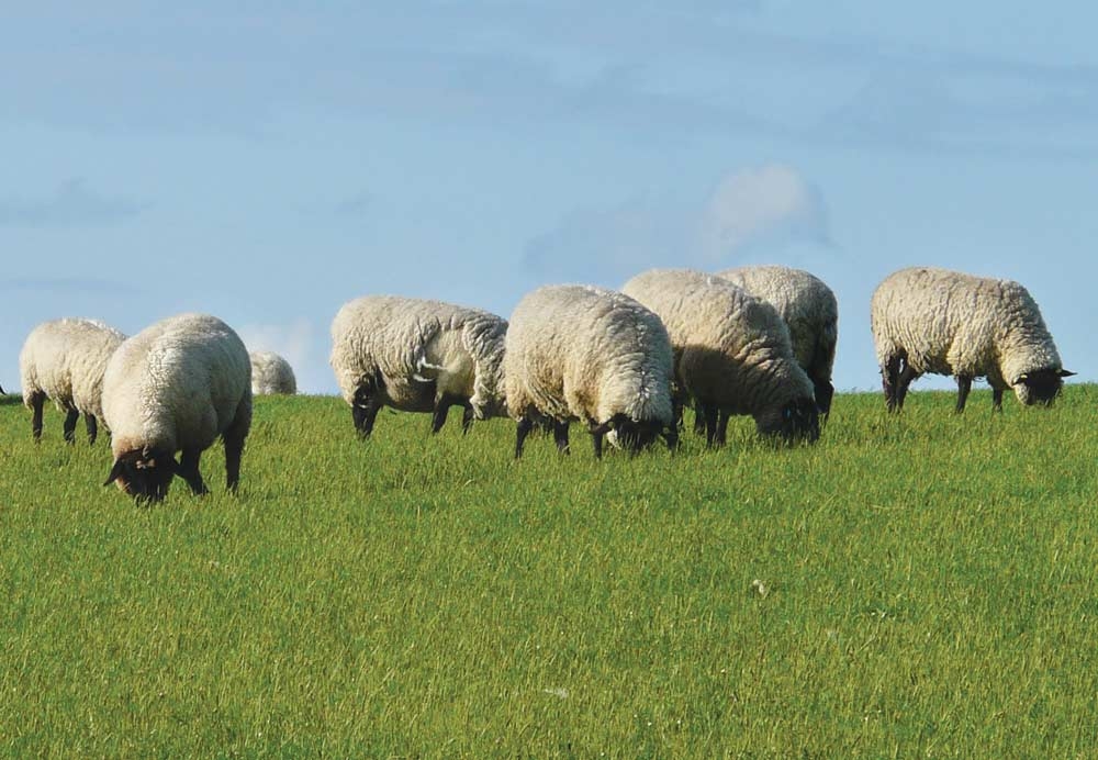 Subclinical diseases in sheep