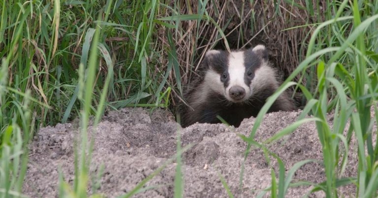 Shouldn’t we be testing badgers?